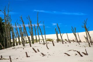 Buried beneath waves of sand
.
.
.
.
.
#naturegeography #wonderful_places #discoverglobe #awesomeglobe #beautifuldestinations #discoverearth #earthfocus #wowplanet #ourplanetdaily #natgeotravelphoto #awesomeearth #fantastic_earth #awesome_earthpix #thegreatoutdoors #destinationearth #theglobewanderer #natgeography #majestic_earth_ #nationaldestinations #artofvisuals #wildernessearth #awesome_photographers #zps #zonerstudio #blueheaven #dune #poland #deadtree #sand #leba